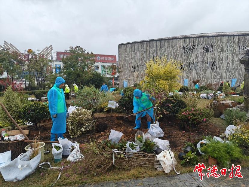 常德市园林绿化服务中心选手金晨、肖胜现场栽植花境