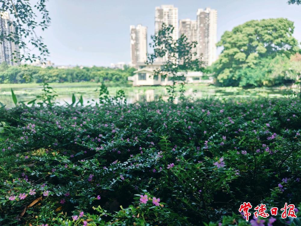 05小花