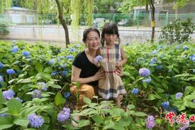 常德屈原公园“无尽夏”绣球花盛放 解锁夏日浪漫打卡地