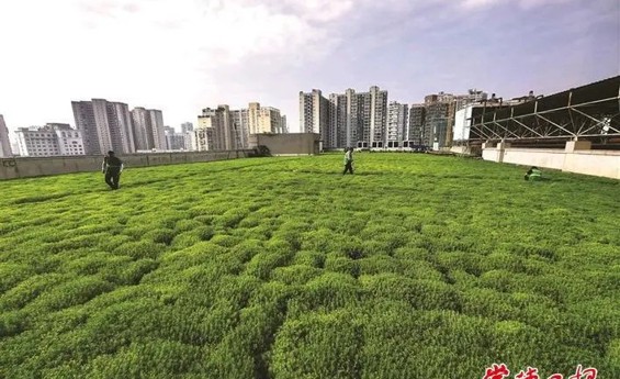 屋顶绿化扮靓文明城市