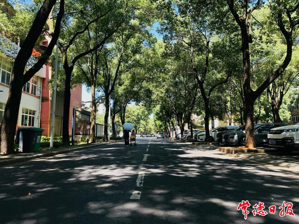 01烟厂生活一区内，香樟树的枝条在空中交握