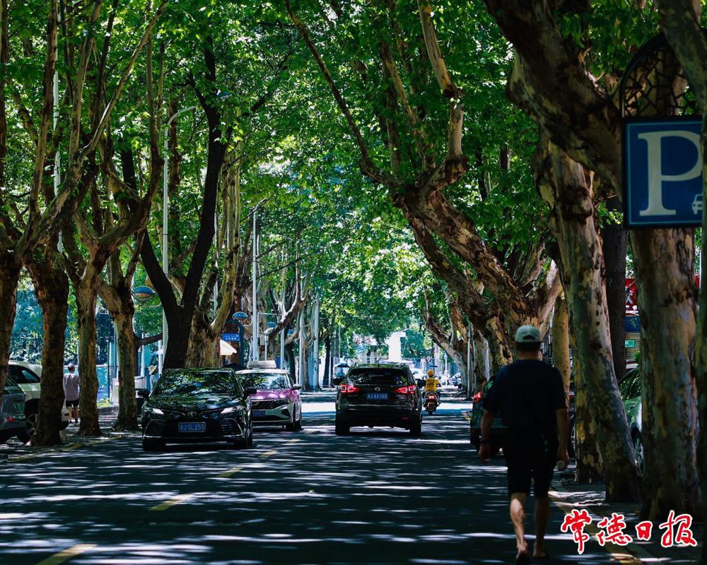 07体育东路浓淡相宜的绿，是写给夏日常德的情诗
