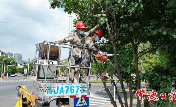 烈日剪枝 园林养护工人高空“雕琢”城市绿荫