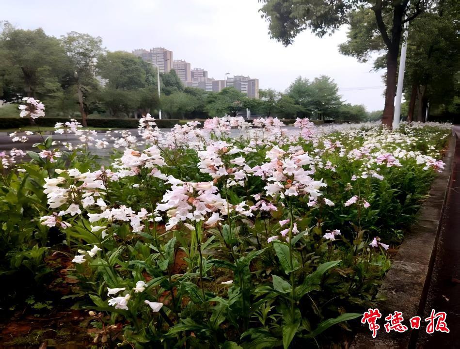 01驯化后的毛地黄钓钟柳在沾天湖环道应用效果