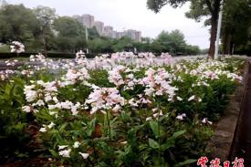 常德园林40余个新优植物品种从实验室走向百姓身边