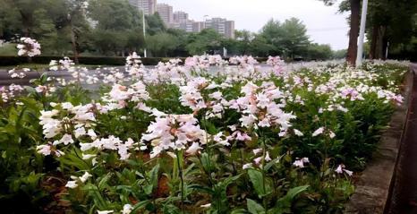 常德园林40余个新优植物品种从实验室走向百姓身边