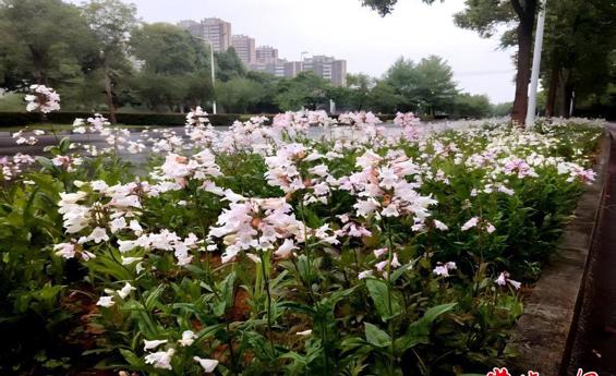 常德园林40余个新优植物品种从实验室走向百姓身边