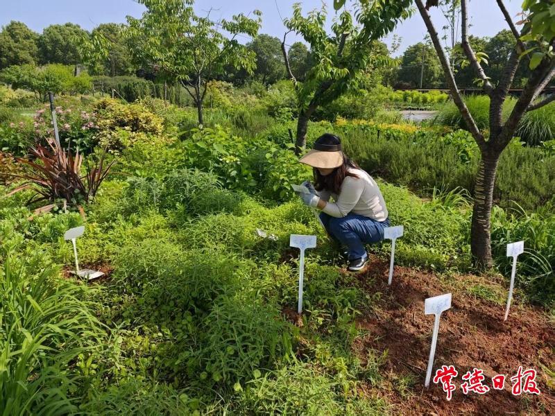 02工作人员进行植物驯化工作