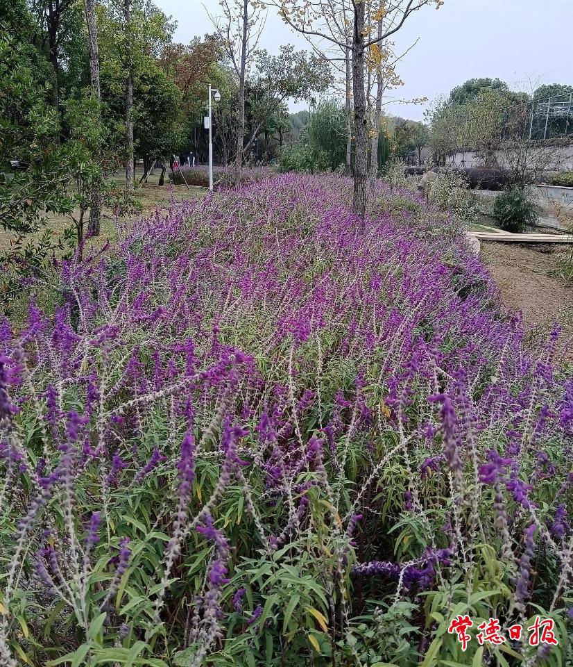 03驯化后的墨西哥鼠尾草在屈原公园应用效果