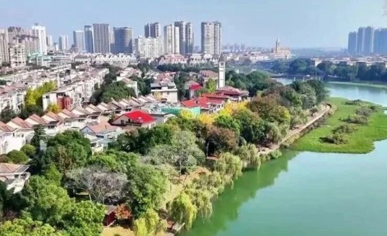 新华社丨常德：穿紫河畔银杏林美如画卷