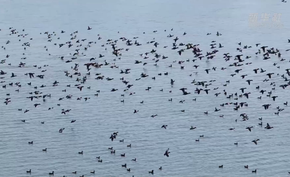 新华社 | 湖南常德：成群候鸟飞抵柳叶湖 志愿者护航候鸟越冬
