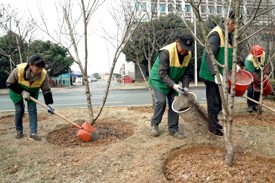 冬肥正当时 常德园林部门为绿地精准“进补”