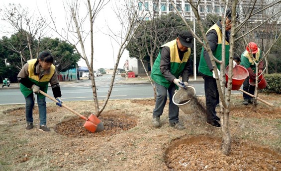 冬肥正当时 常德园林部门为绿地精准“进补”
