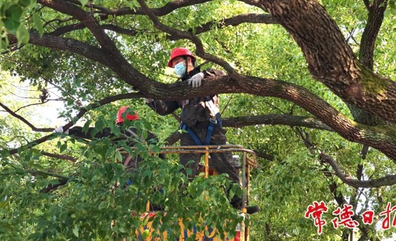 应对寒潮雨雪 常德园林提前“减负”保安全