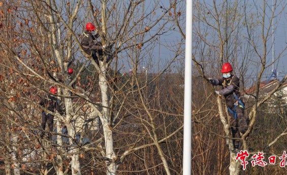 常德市城区行道树开启“冬季理疗”
