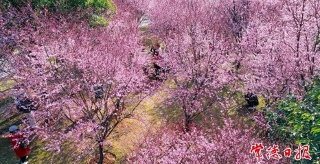 一树繁花一树春 常德穿紫河畔美人梅绽放正当时