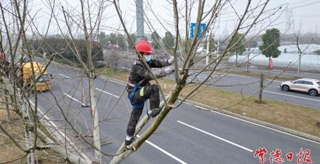抢抓春季黄金期 常德园林开展行道树定杆整形修剪