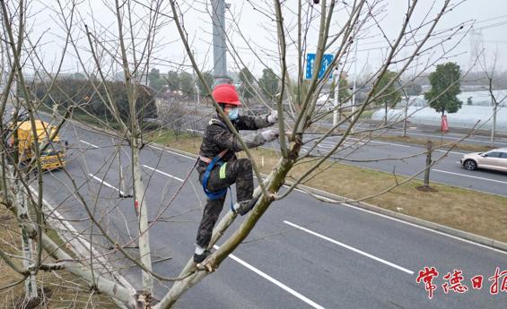 抢抓春季黄金期 常德园林开展行道树定杆整形修剪