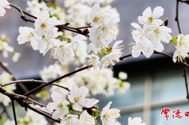 高山街樱花烂漫 市民踏春打卡忙