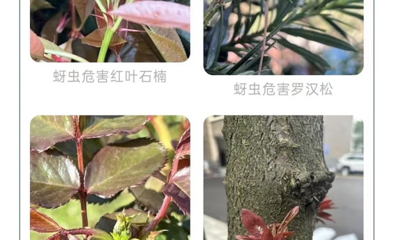 2026年3月常德城区园林植物病虫害通报