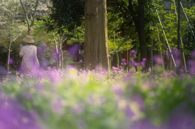 屈原公园 | 这一片紫，染一身花香，是春天最安静的浪漫