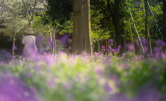 屈原公园 | 这一片紫，染一身花香，是春天最安静的浪漫