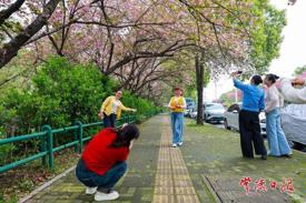 屈原公园：樱花探出墙 美景入画来