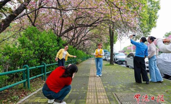 屈原公园：樱花探出墙 美景入画来