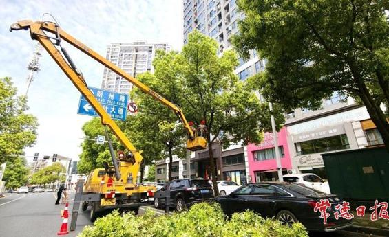 让路灯“露脸” 常德城区行道树专项修剪启动