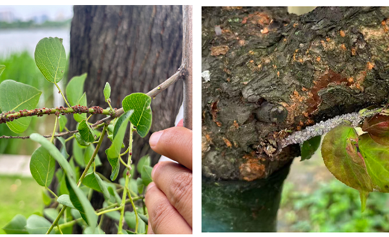 5月常德市城区园林植物病虫害通报