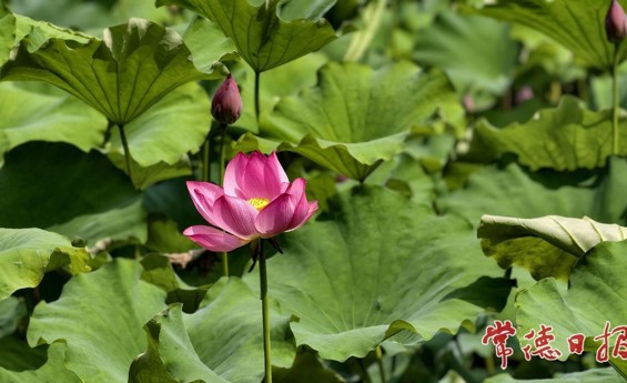 荷塘绽芳姿 常德夏日荷景次第登场