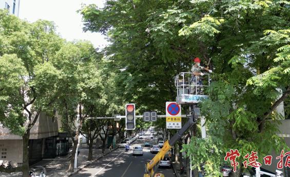 常德园林部门精准修剪行道树 消除路口视线安全隐患