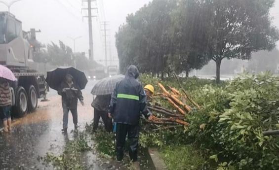 常德园林人雨夜连续处置倒伏断枝 守护城市畅通