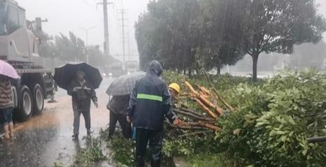 常德园林人雨夜连续处置倒伏断枝 守护城市畅通