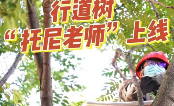 低矮树枝影响通行？行道树“托尼老师”上线！
