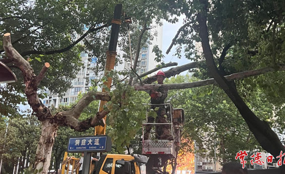 台风致行道树断枝悬空 常德园林快速处置排险情