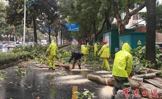 树木倒伏挡道 常德园林冒雨清障