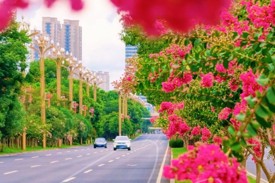 走常德紫薇“花路”，邂逅满城温柔