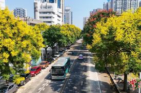 常德：秋日来信 栾树花开