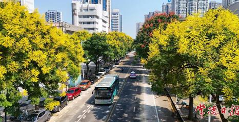 常德：秋日来信 栾树花开
