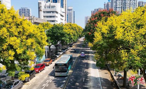 常德：秋日来信 栾树花开