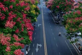 一树栾花，就是一场盛大的秋景