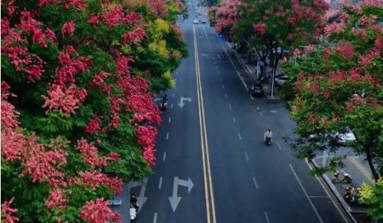 一树栾花，就是一场盛大的秋景